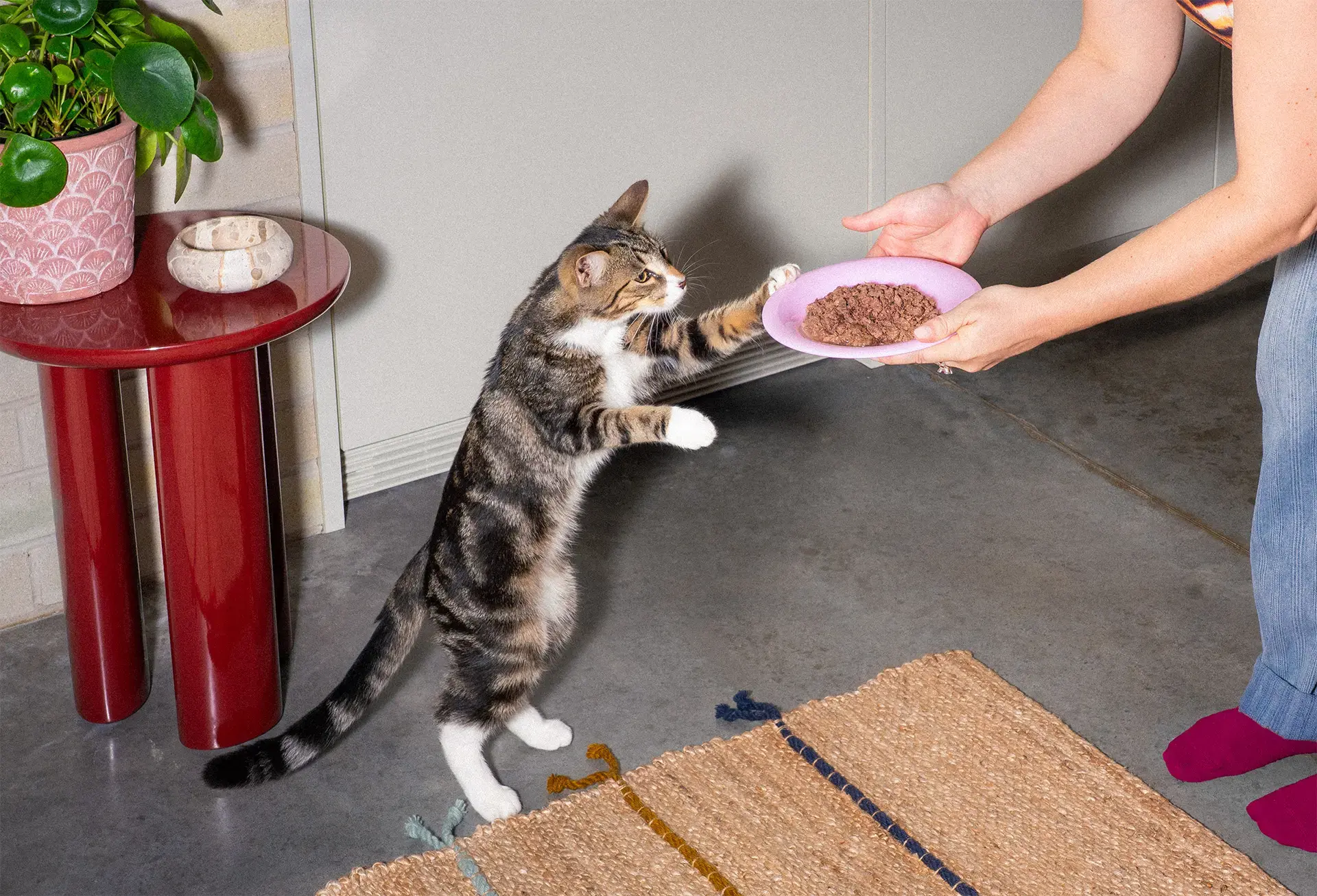 Cat being served food